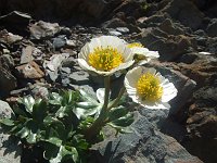09 Ranunculus glacialis